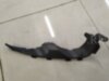 Signeda PCV07001AR